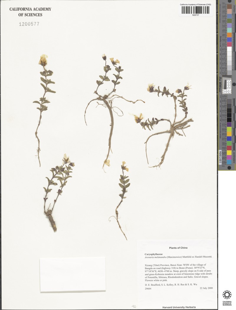 Odontostemma melanandrum photo 5