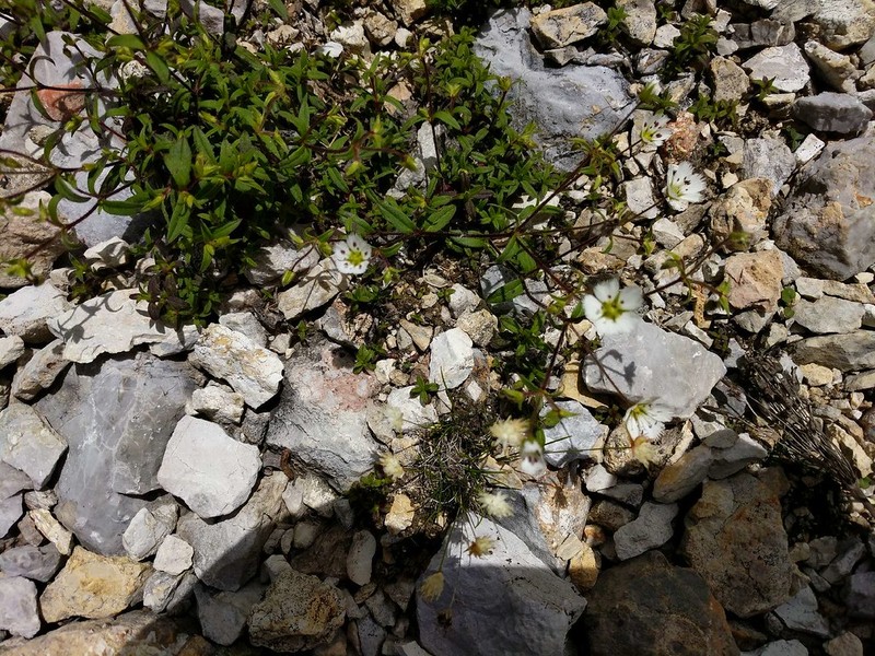 Odontostemma napuligerum