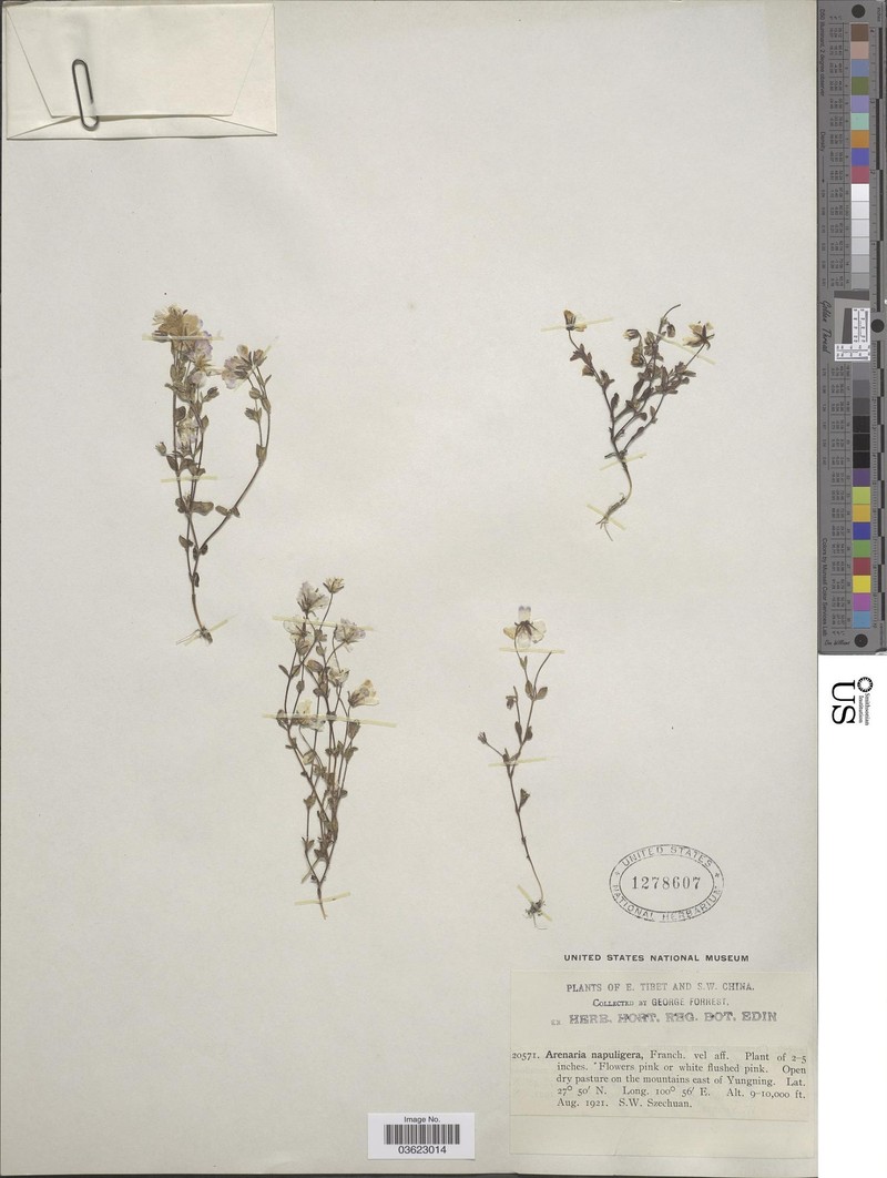 Odontostemma napuligerum photo 3