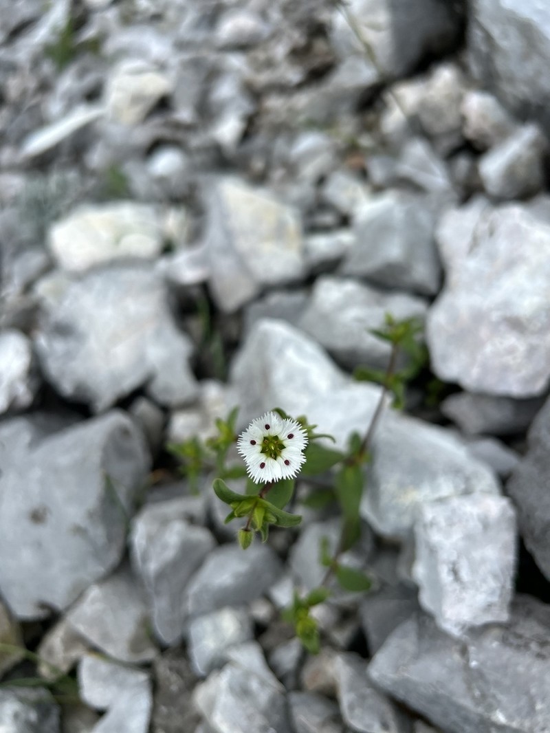 Odontostemma pogonanthum