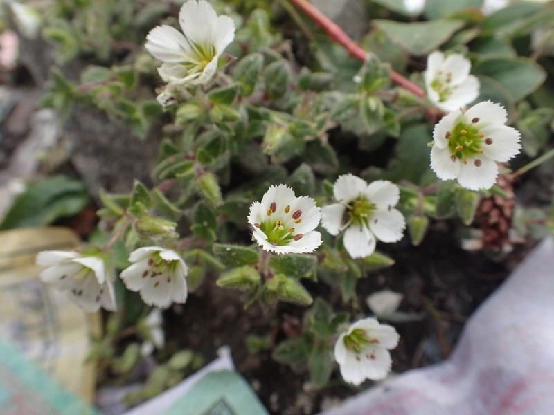 Odontostemma pogonanthum photo 2