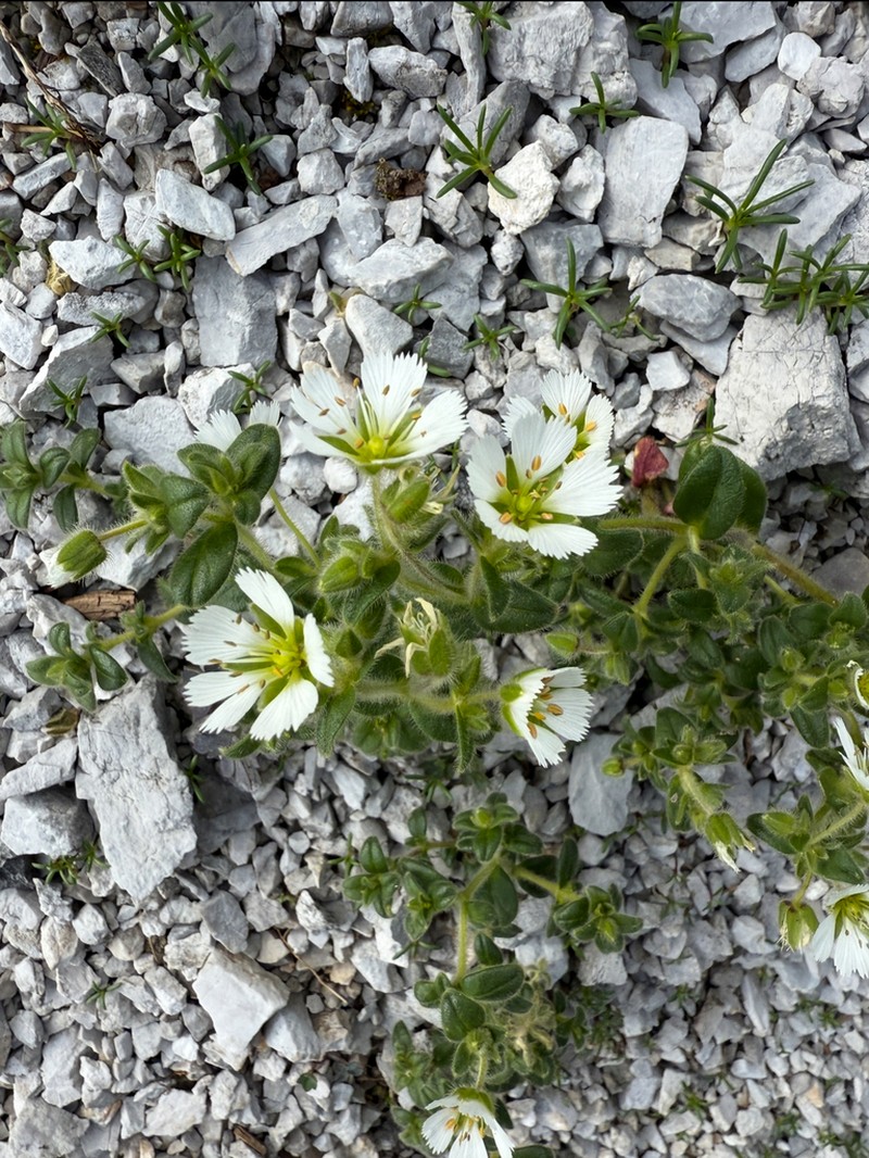 Odontostemma pogonanthum photo 3