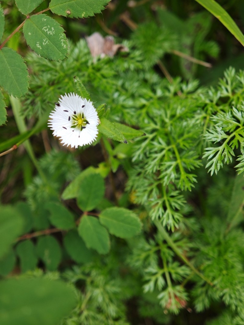 Odontostemma pogonanthum photo 4