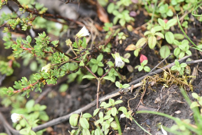 Odontostemma pogonanthum photo 5