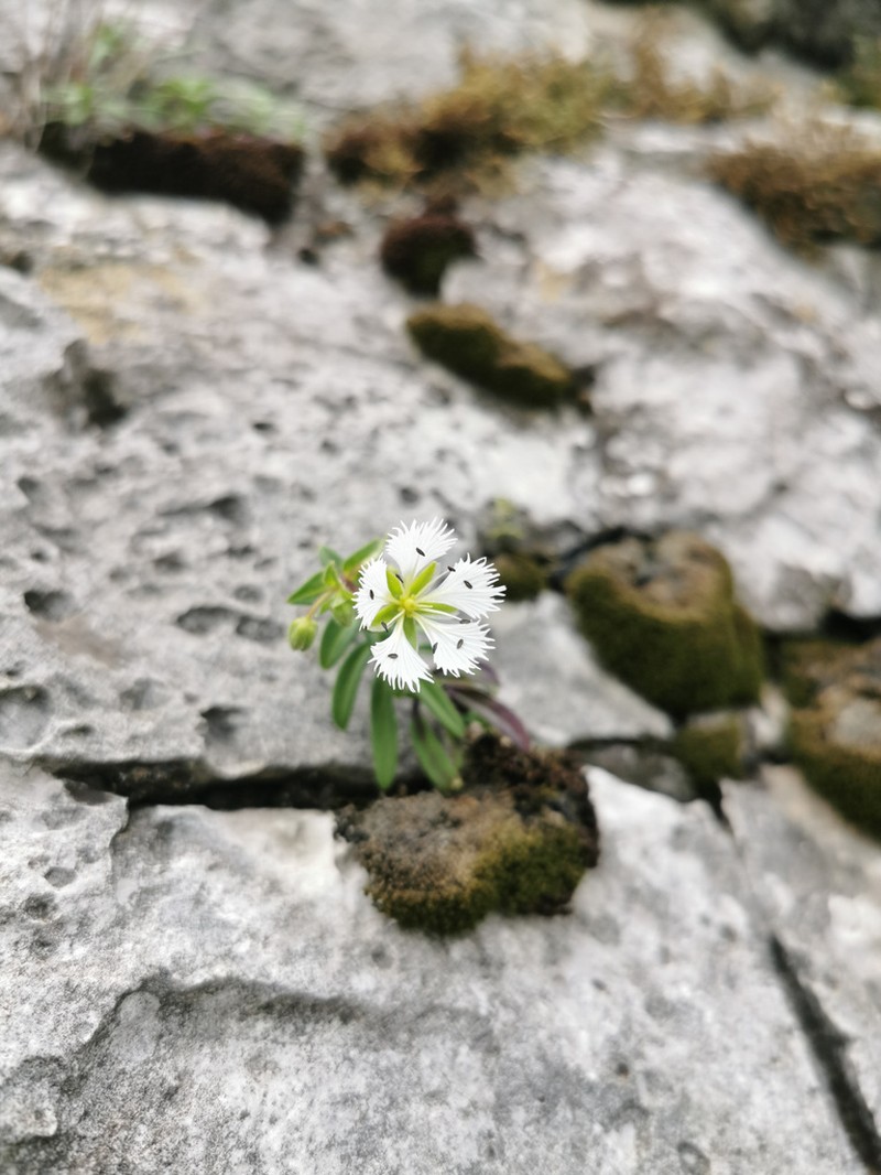 Odontostemma pogonanthum photo 6