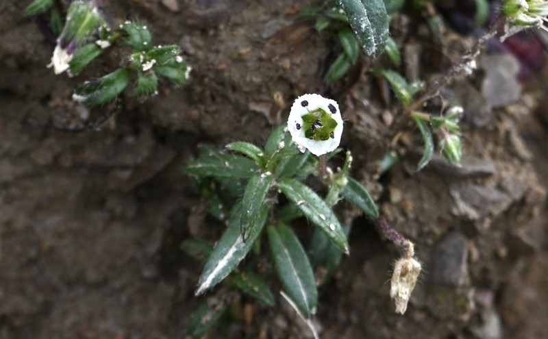Odontostemma pogonanthum photo 7