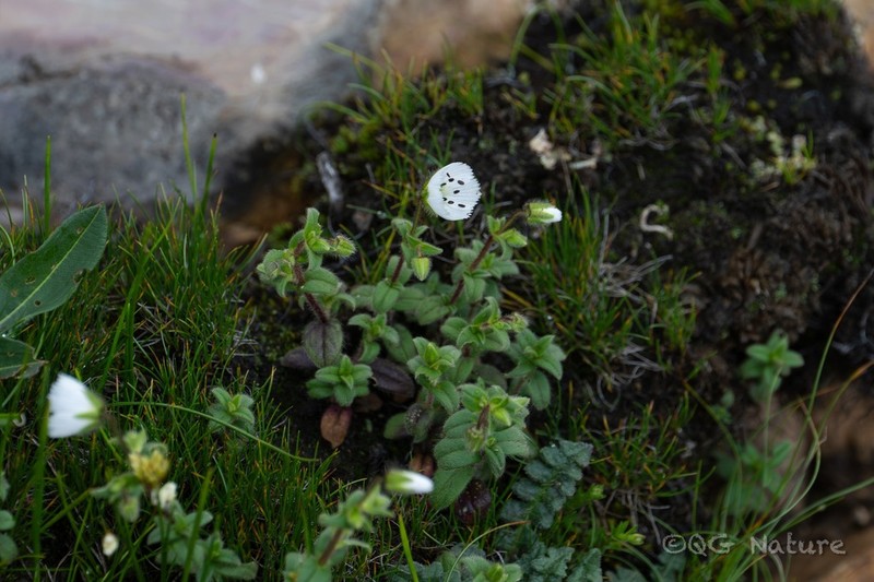 Odontostemma pogonanthum photo 8