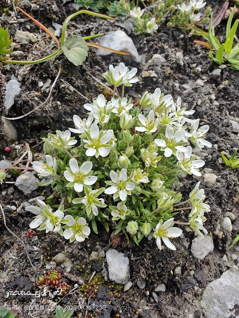 Odontostemma pseudostellaria