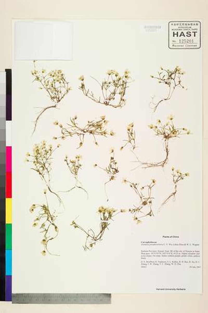 Odontostemma pseudostellaria photo 2