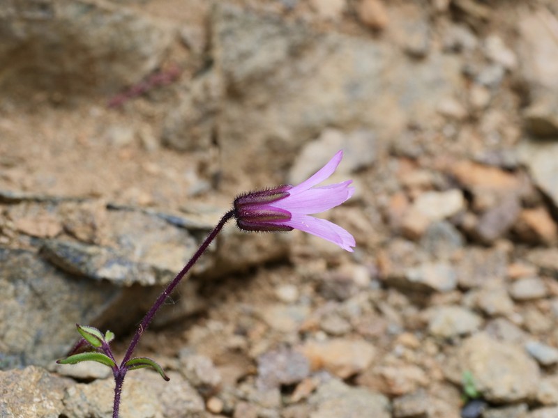 Odontostemma roseiflorum