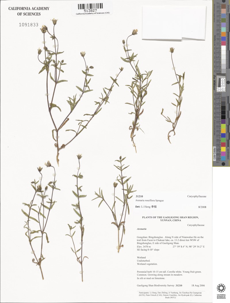 Odontostemma roseiflorum photo 2