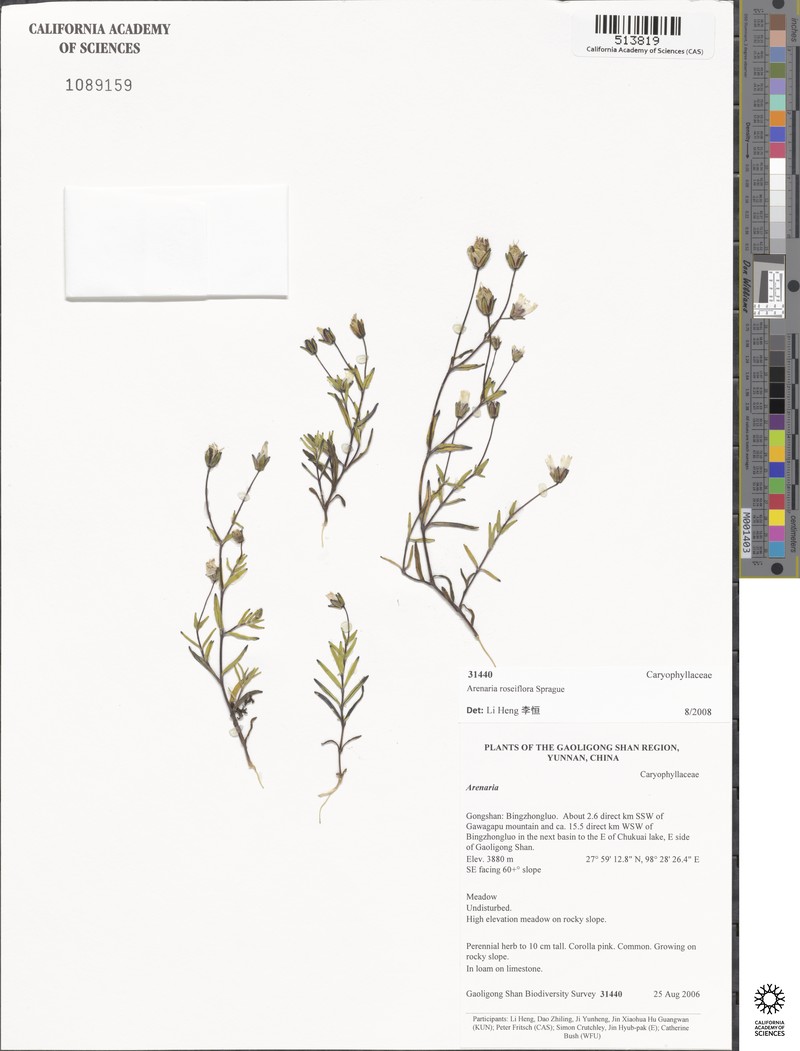 Odontostemma roseiflorum photo 3