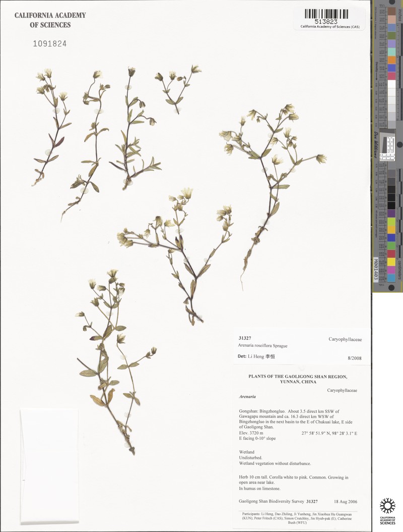 Odontostemma roseiflorum photo 4