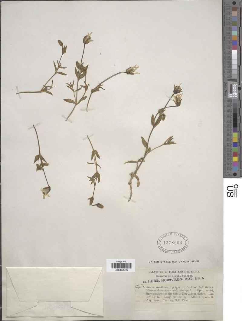 Odontostemma roseiflorum photo 5