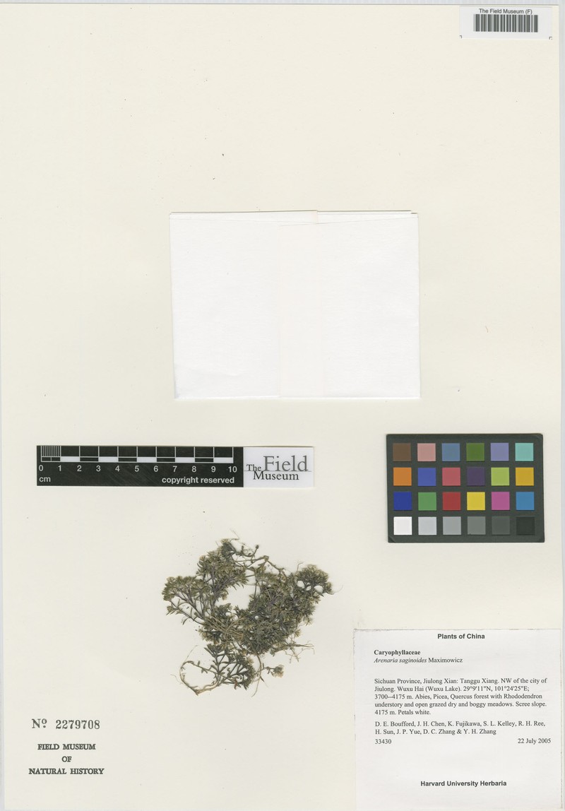 Odontostemma saginoides photo 2