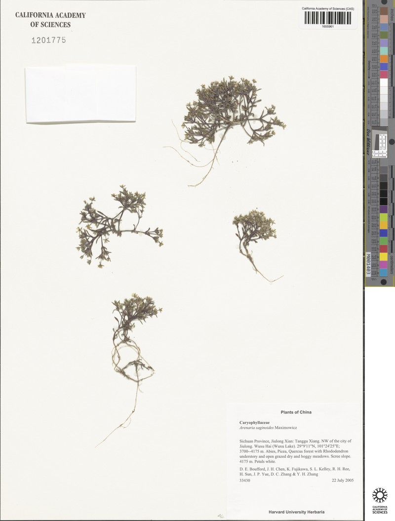 Odontostemma saginoides photo 3