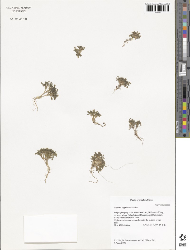Odontostemma saginoides photo 4