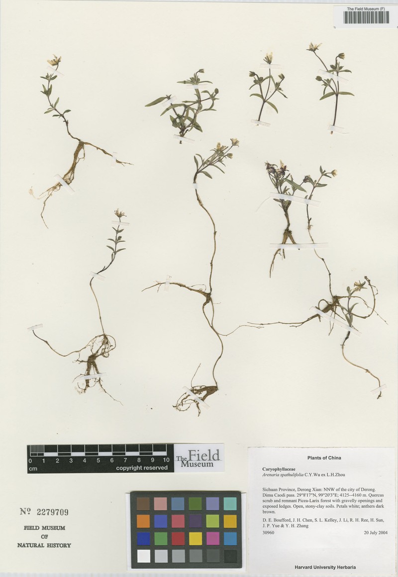 Odontostemma spathulifolium