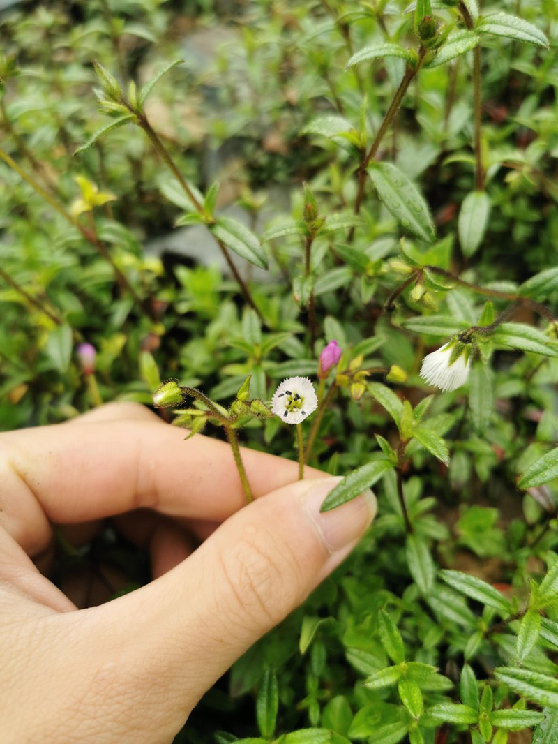 Odontostemma trichophorum