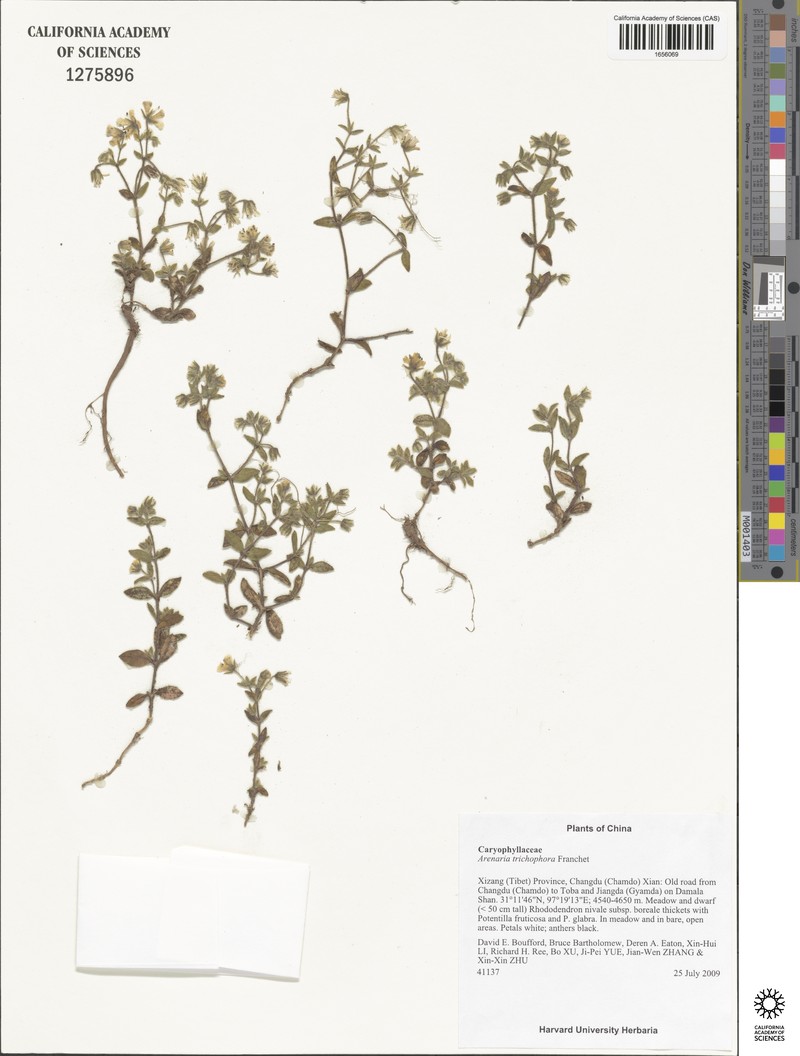 Odontostemma trichophorum photo 3