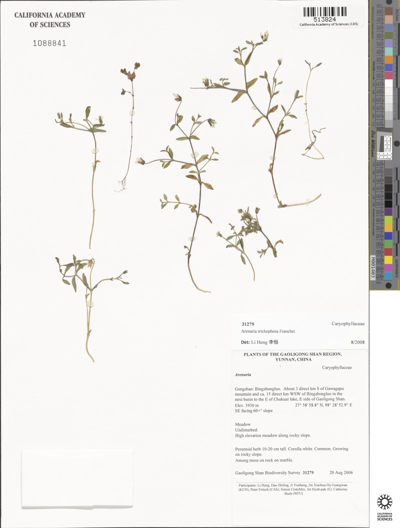 Odontostemma trichophorum photo 4