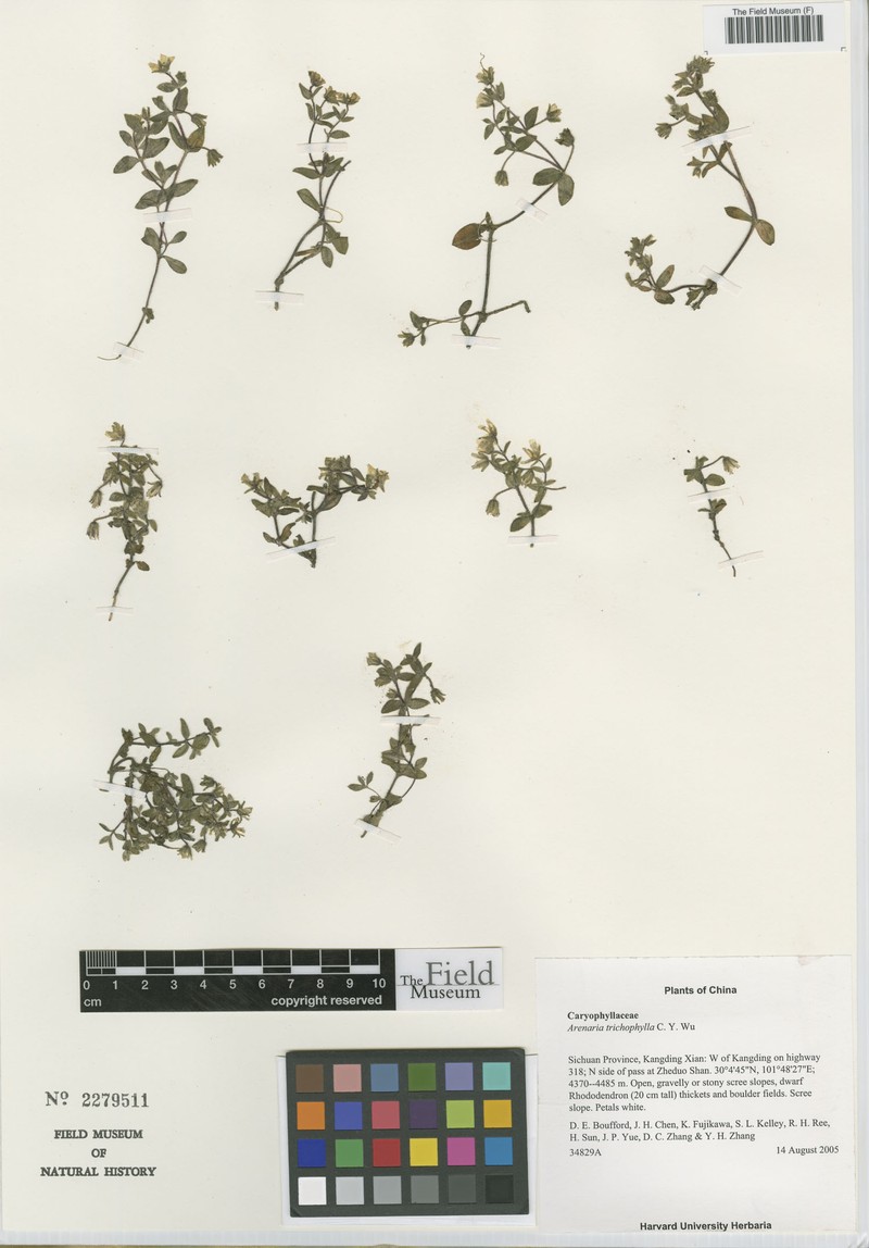 Odontostemma trichophyllum