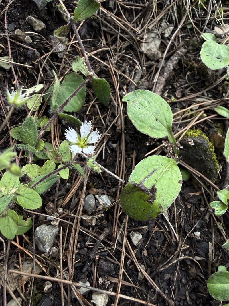 Odontostemma yunnanense