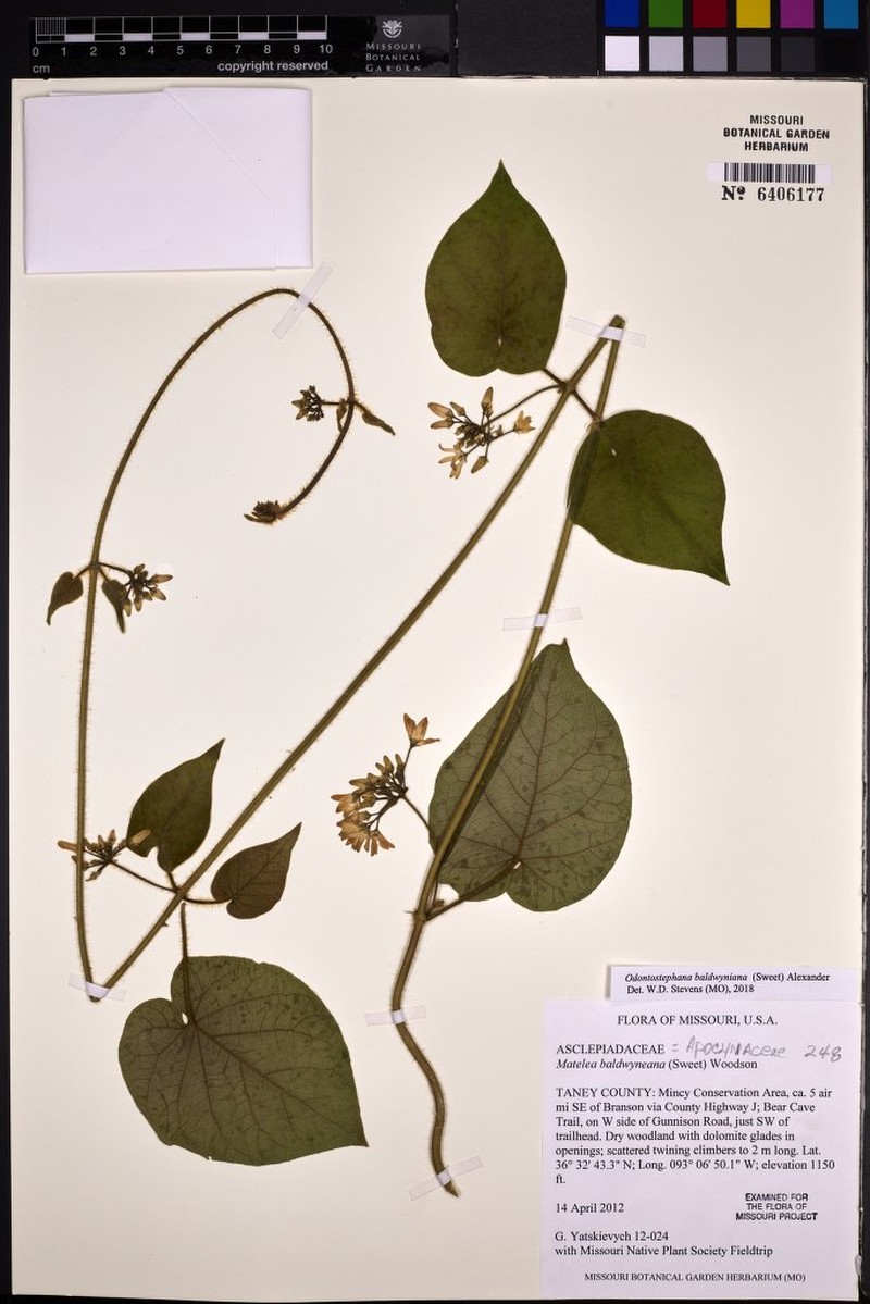 Baldwin's Milkvine