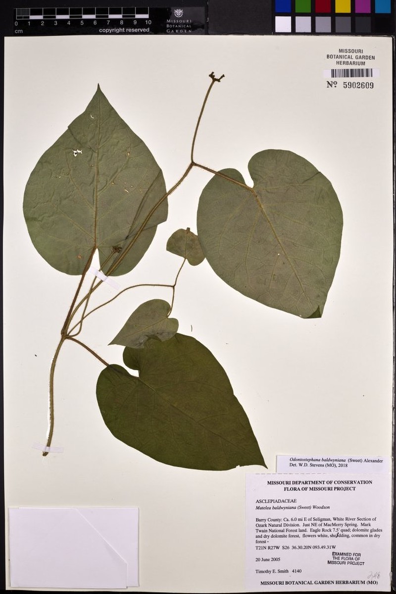 Baldwin's Milkvine photo 2