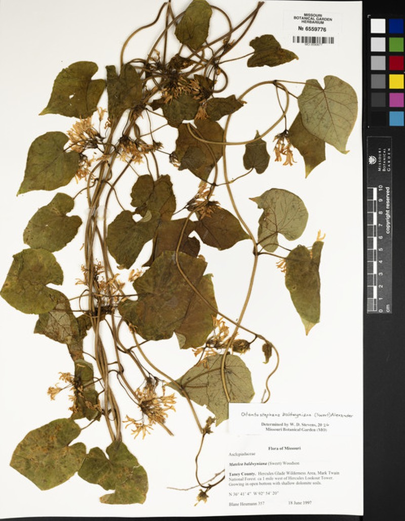 Baldwin's Milkvine photo 3