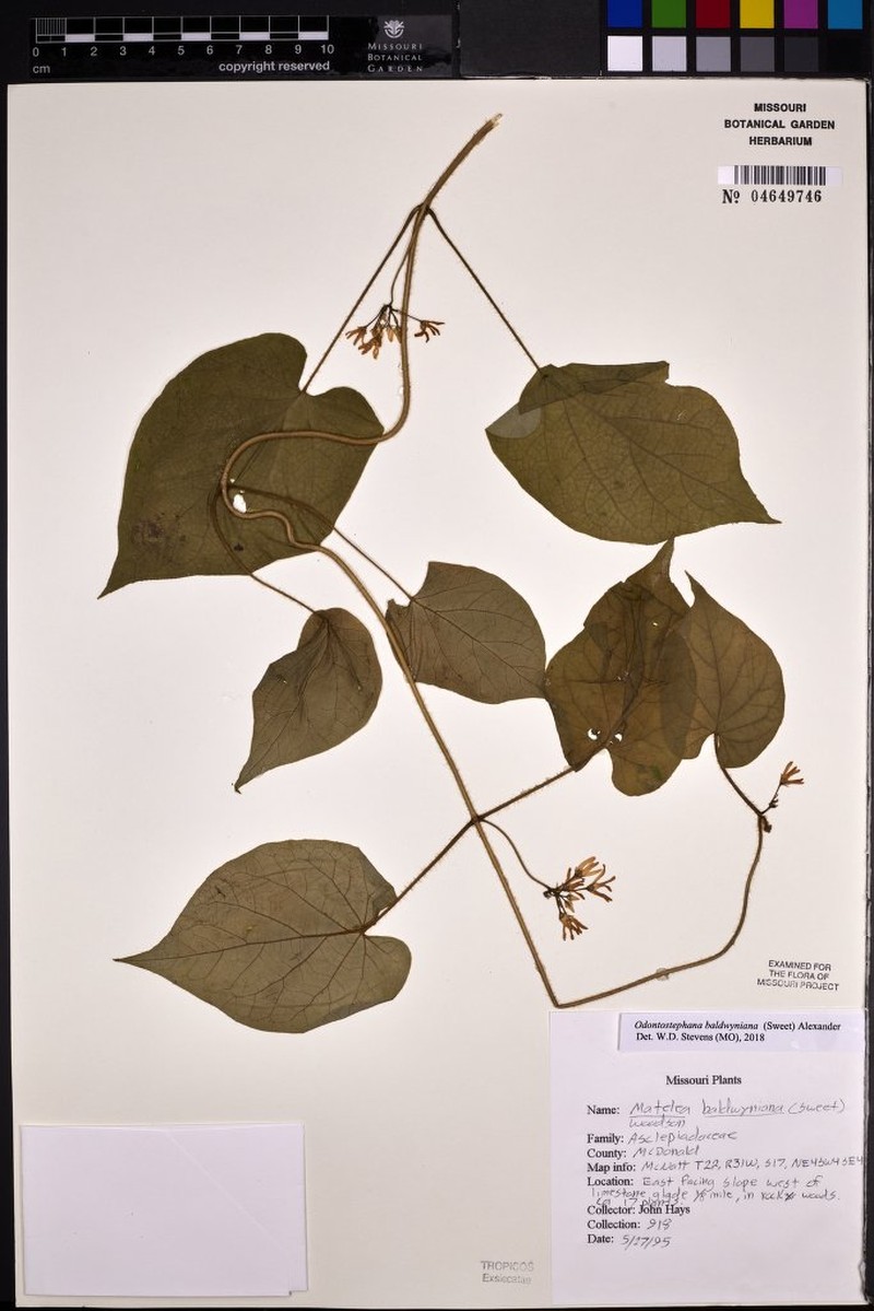 Baldwin's Milkvine photo 4