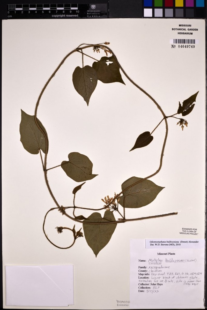 Baldwin's Milkvine photo 5