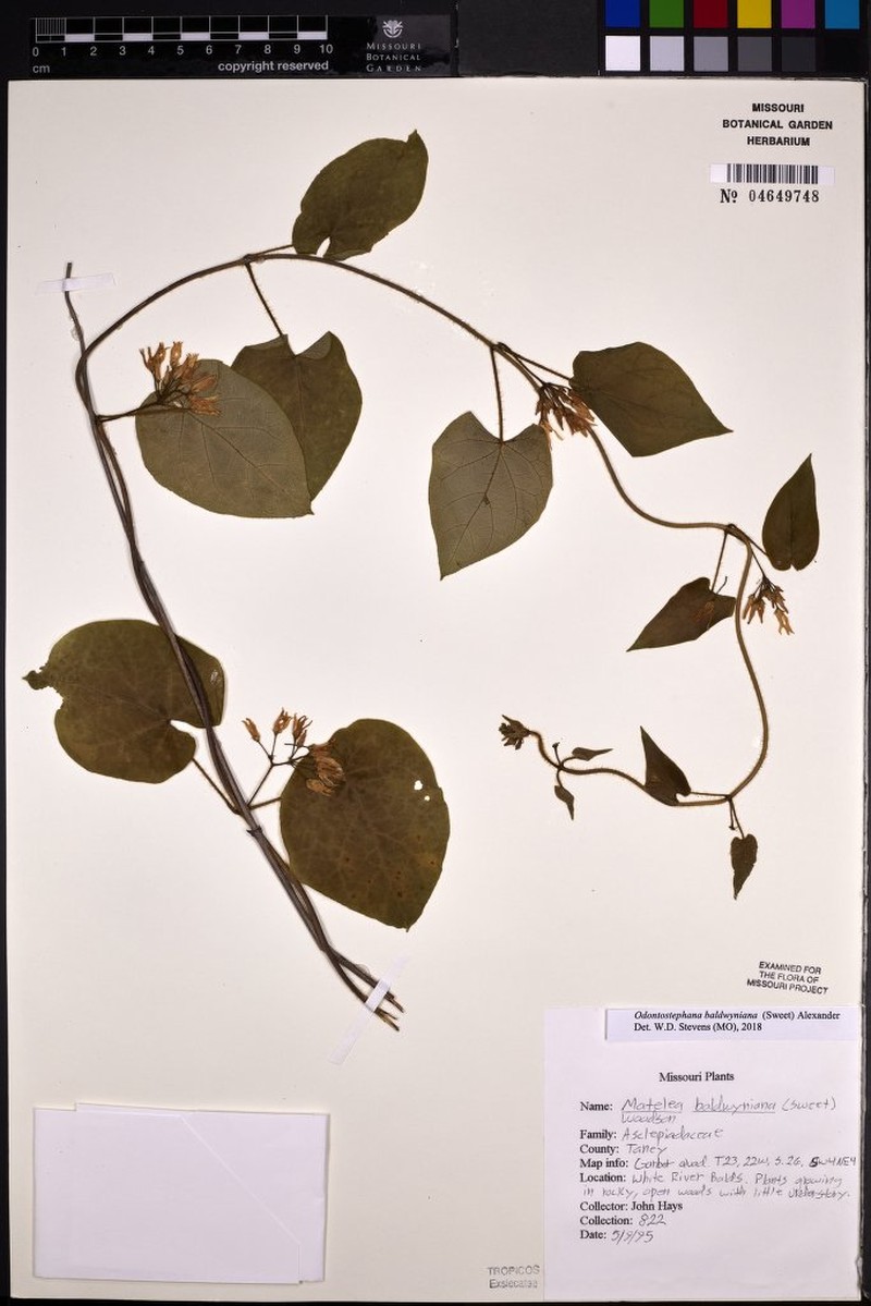 Baldwin's Milkvine photo 6