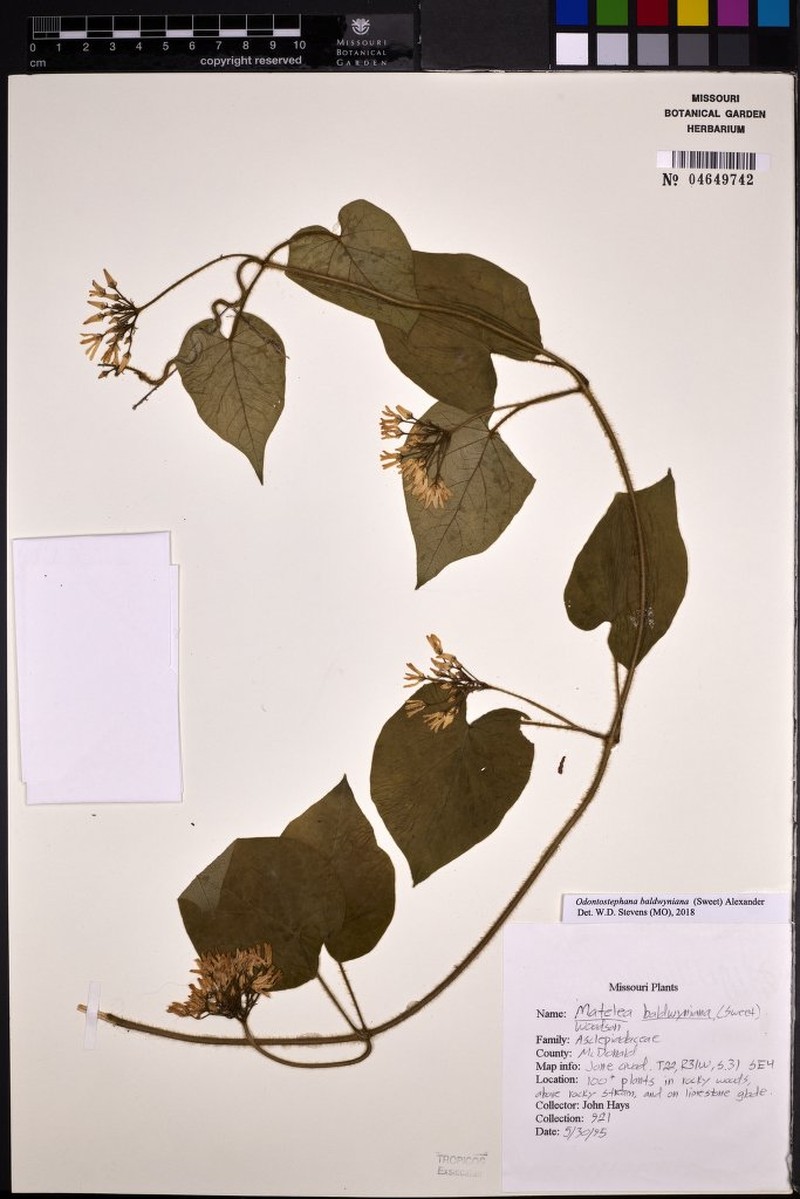 Baldwin's Milkvine photo 7