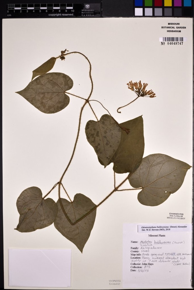 Baldwin's Milkvine photo 8
