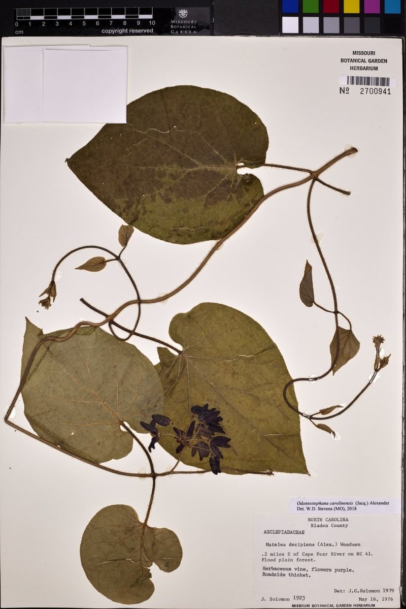 Maroon Carolina Milkvine