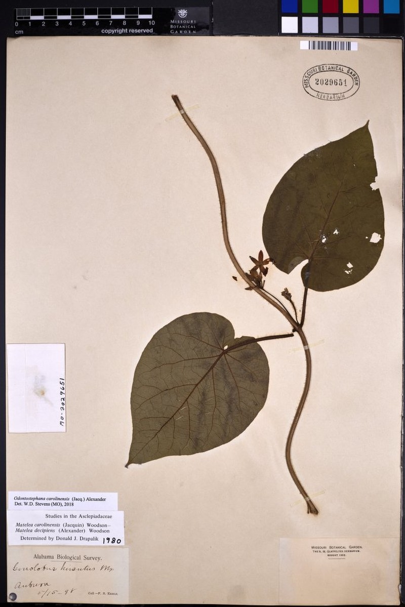 Maroon Carolina Milkvine photo 2