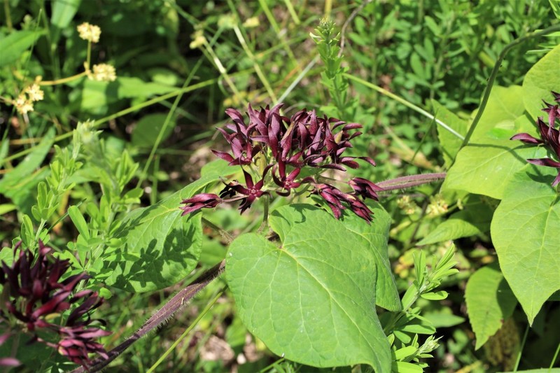 Oldfield Milkvine
