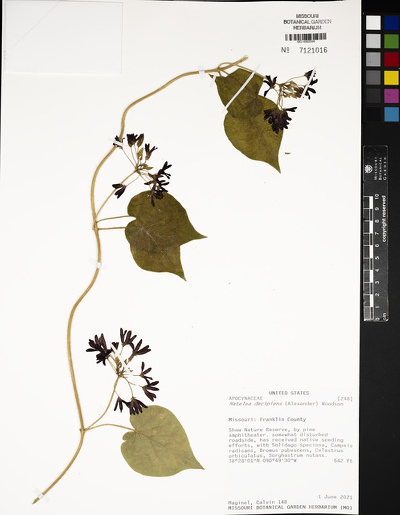 Oldfield Milkvine photo 2