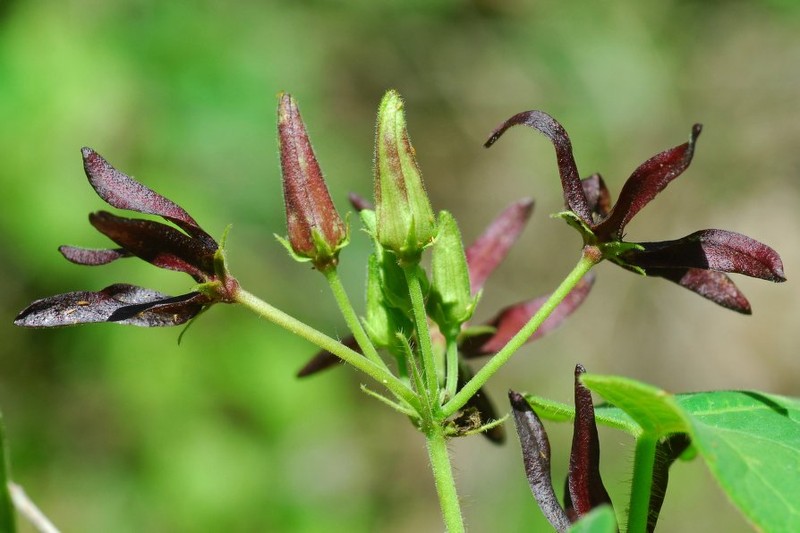 Oldfield Milkvine photo 3