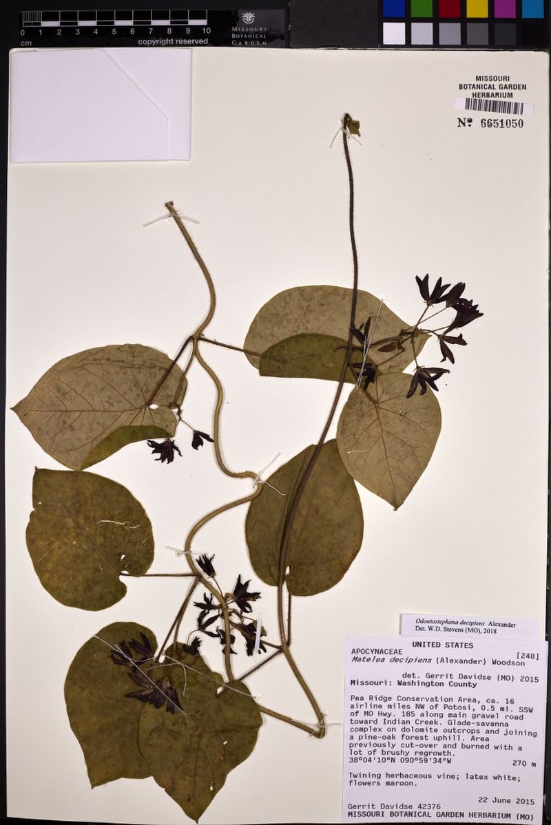 Oldfield Milkvine photo 4