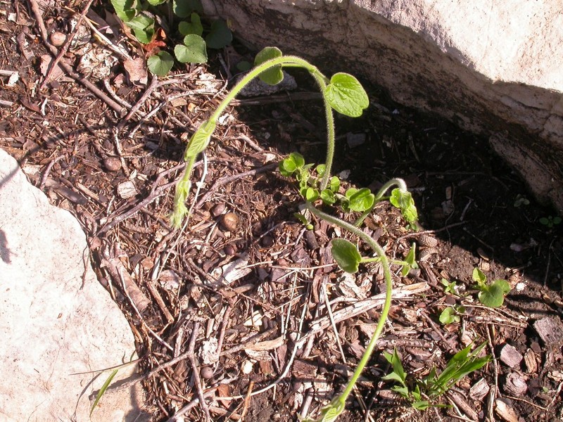 Oldfield Milkvine photo 5