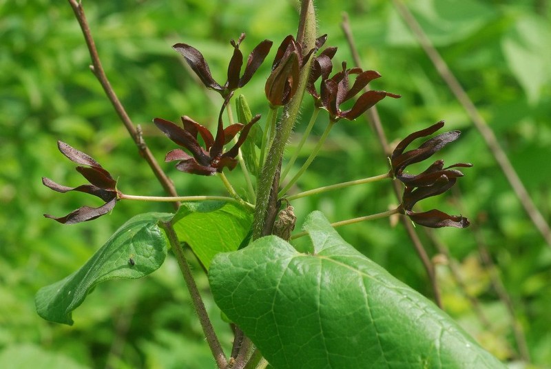 Oldfield Milkvine photo 6