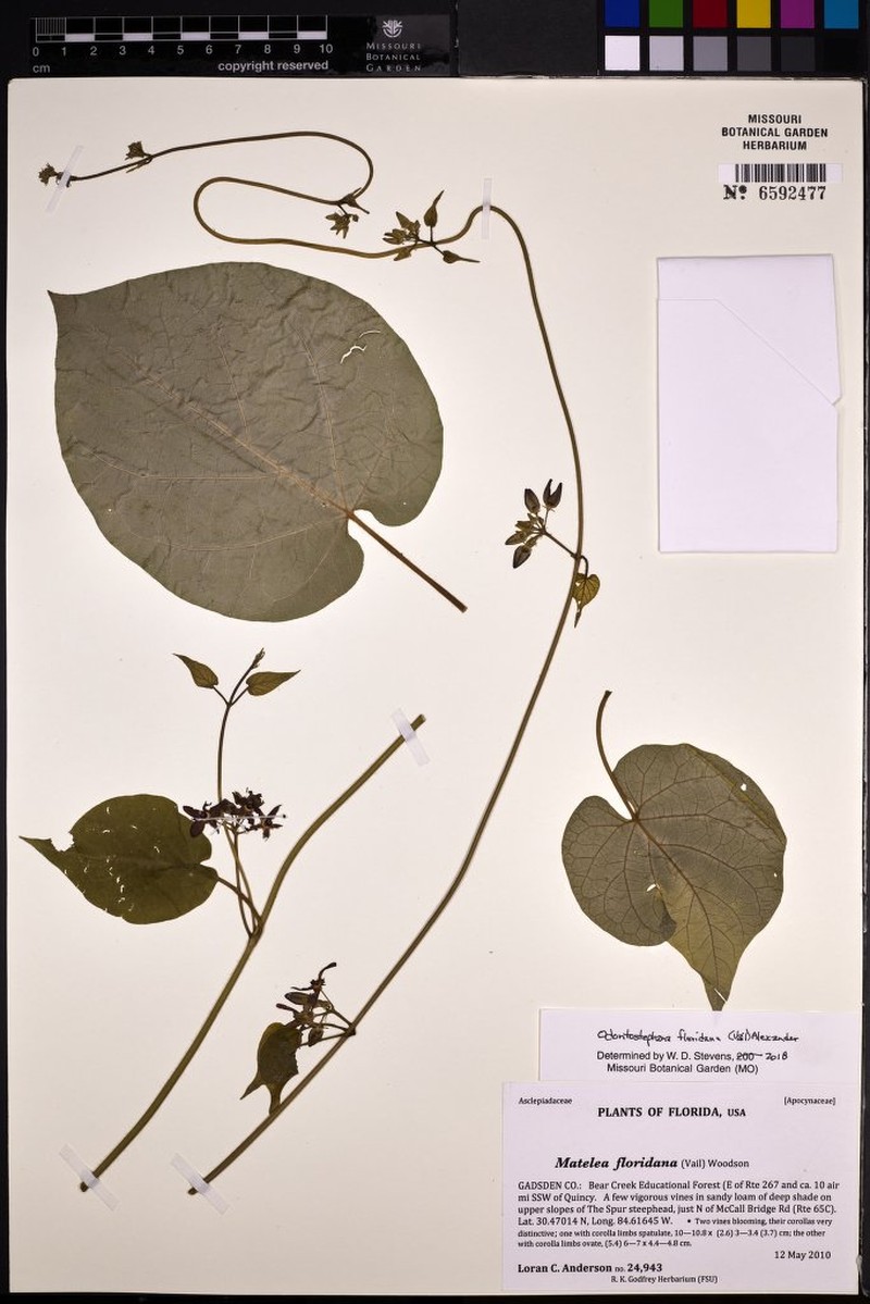 Florida Milkvine