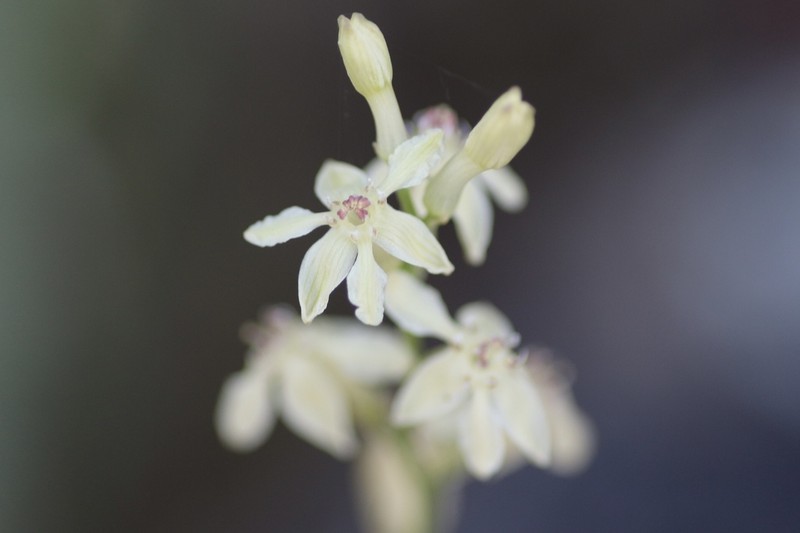 Hartweg's Doll's-Lily photo 5