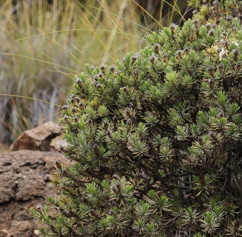 Oedera acerosa
