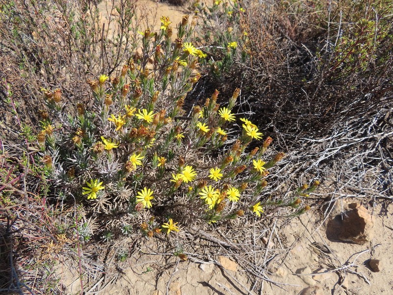 Oedera acerosa photo 2