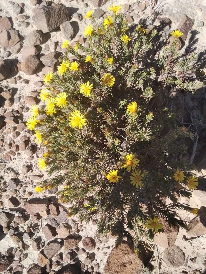 Oedera acerosa photo 3