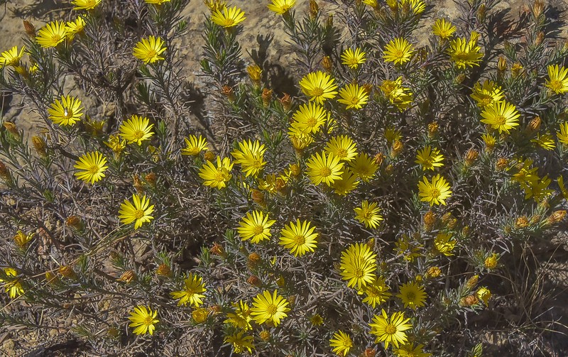 Oedera acerosa photo 4