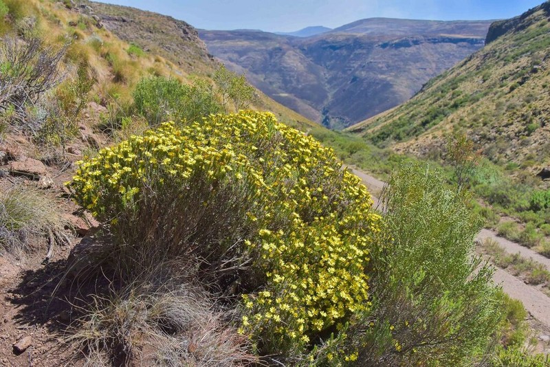 Oedera acerosa photo 5